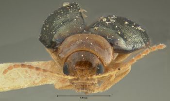 Media type: image;   Entomology 33889 Aspect: head frontal view